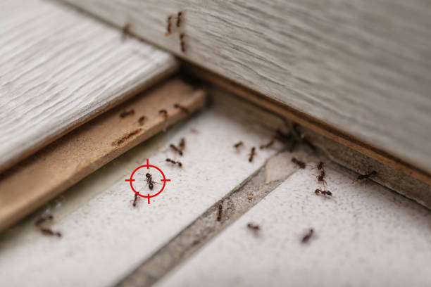 Best Emergency Pest Control  in West Concord, MA